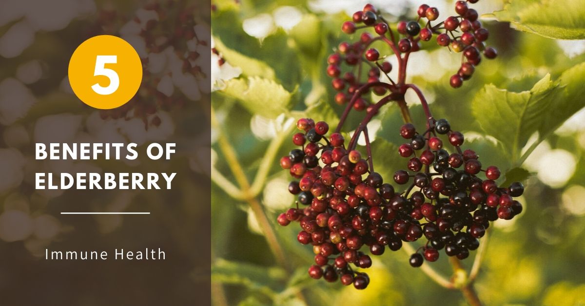 The Benefits of Elderberry