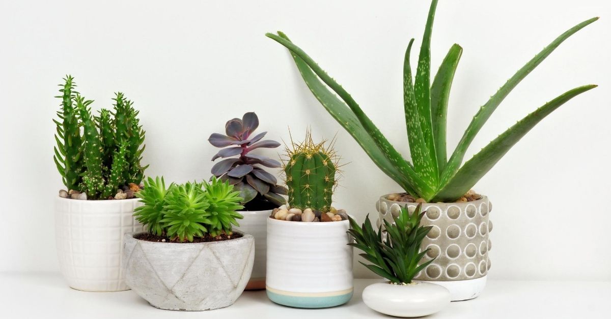 The 7 Best Air Purifying Plants