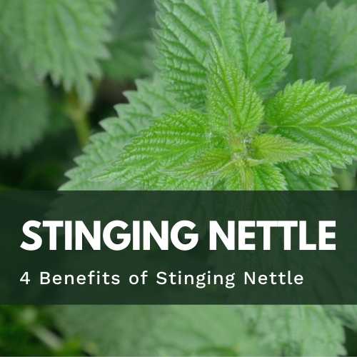 Benefits of Stinging Nettles - Utzy Naturals